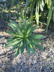 Solidago leavenworthii