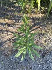 Solidago leavenworthii