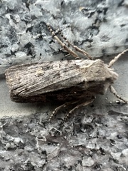 Lithophane antennata