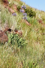 Agapanthus campanulatus