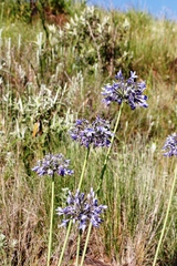 Agapanthus campanulatus