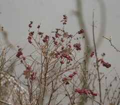 Symphoricarpos orbiculatus