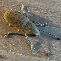 Phoenicobiella schwarzii