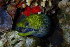 Gymnothorax undulatus