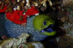 Gymnothorax undulatus