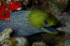 Gymnothorax undulatus