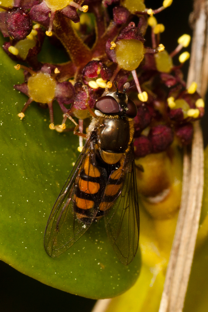 Syrphus octomaculatus