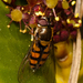 Syrphus octomaculatus - Photo (c) Sarah and Fernando, μερικά δικαιώματα διατηρούνται (CC BY-NC), uploaded by Sarah and Fernando