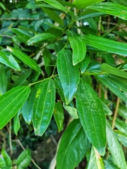 Cinnamomum iners