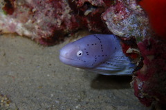 Gymnothorax griseus