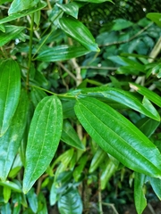 Cinnamomum iners