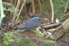 Scytalopus speluncae