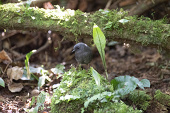 Scytalopus speluncae