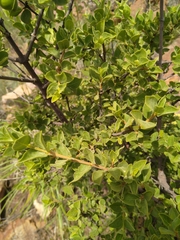 Afrocanthium gilfillanii