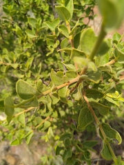 Afrocanthium gilfillanii