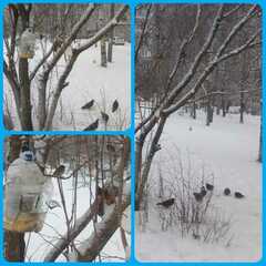 Columba livia domestica