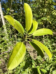 Sapium laurocerasus