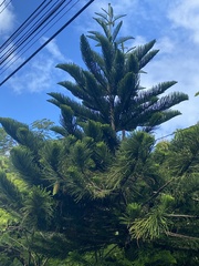 Araucaria heterophylla