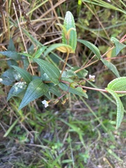 Miconia crotonifolia