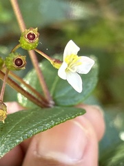 Miconia crotonifolia