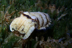 Sepia prashadi