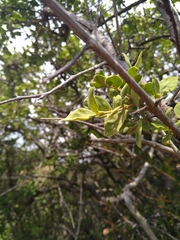 Vangueria parvifolia