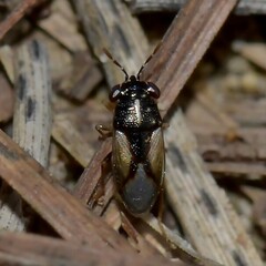Geocoris