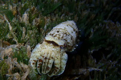 Sepia prashadi