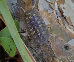 Armadillidium granulatum