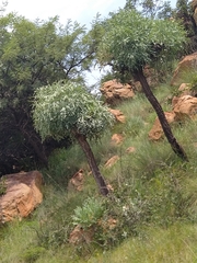 Cussonia paniculata paniculata