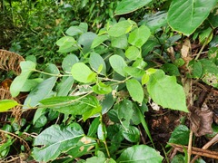 Callicarpa formosana formosana