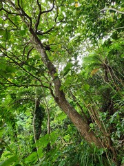 Callicarpa formosana formosana