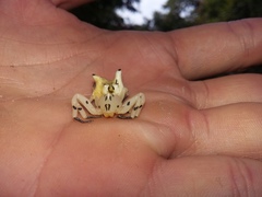 Epicadus heterogaster