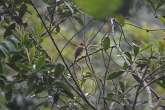 Pachyramphus validus