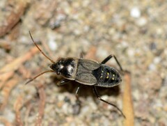 Rhyparochromus