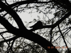 Caprimulgus europaeus