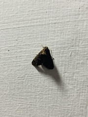 Hydrillodes lentalis