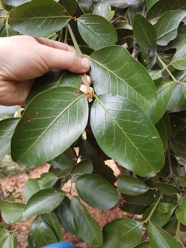 Image of Beilschmiedia berteroana by (c) Javier Conejeros Gastó, some rights reserved (CC BY)