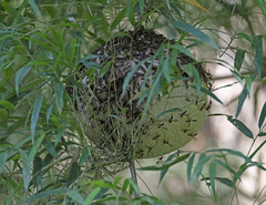 Polybia fastidiosuscula