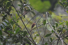 Pachyramphus validus