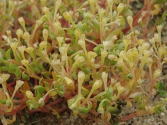 Montia arvensis