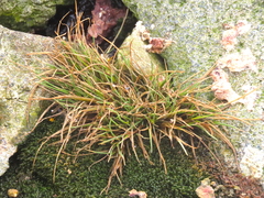 Deschampsia antarctica