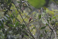 Pachyramphus validus