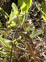 Hemiargus hanno