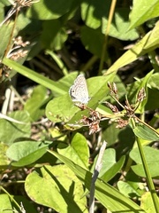 Hemiargus hanno