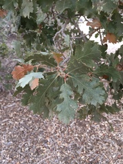 Quercus × munzii