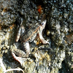 Lithobates forreri