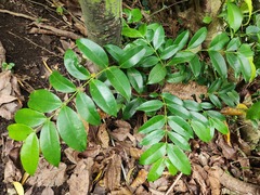 Memecylon lanceolatum