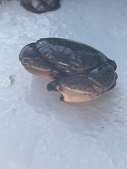 Decapoda