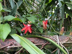 Passiflora miniata × vitifolia